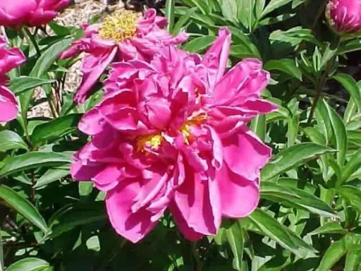 [8017602] Peony Karl Rosenfeld
