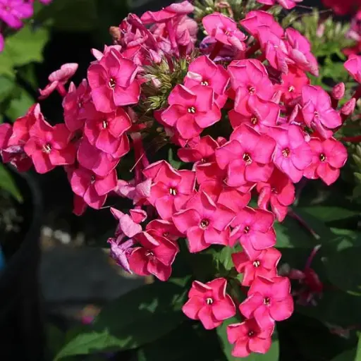 [8024601] Phlox Garden Ka Pow Pink