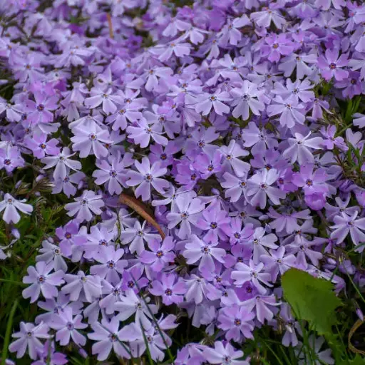 [8026601] Phlox Creeping Emerald Blue