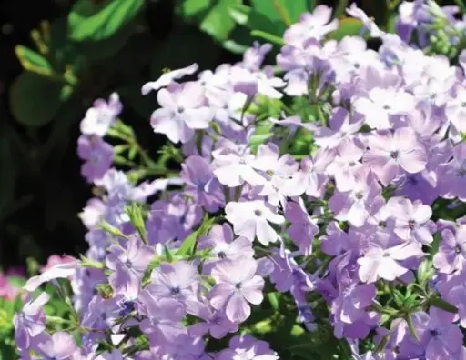 [8029601] Phlox Creeping Paparazzi Angelina