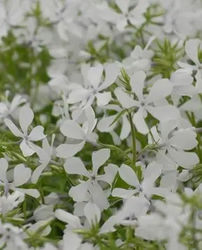[8031601] Phlox May Breeze