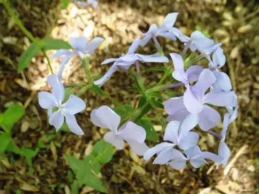 [8032601] Phlox Blue Wood - Native