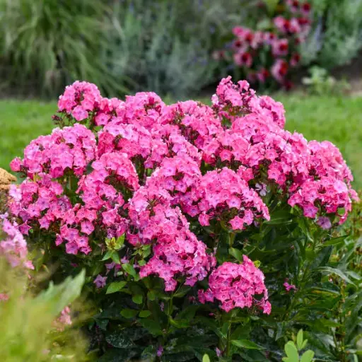 [8034601] Phlox Garden Pink Lightning