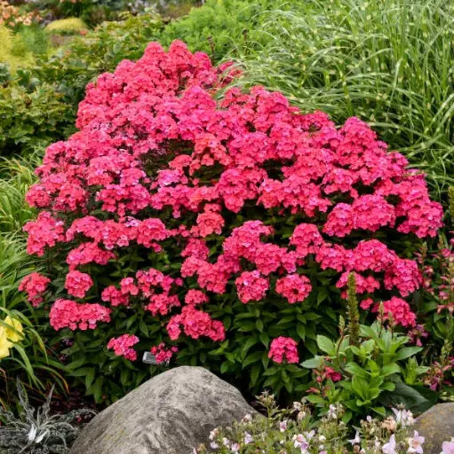 [8039601] Phlox Garden Glamour Girl