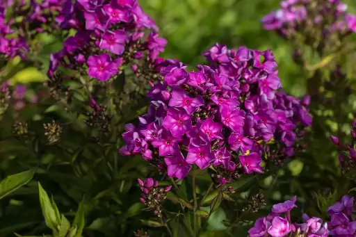 [8041601] Phlox Grape Lollipop