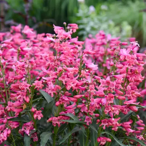 [8060601] Beardtongue Pink Pearl