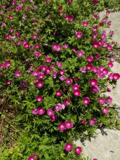 Purple Poppy Mallow - Native