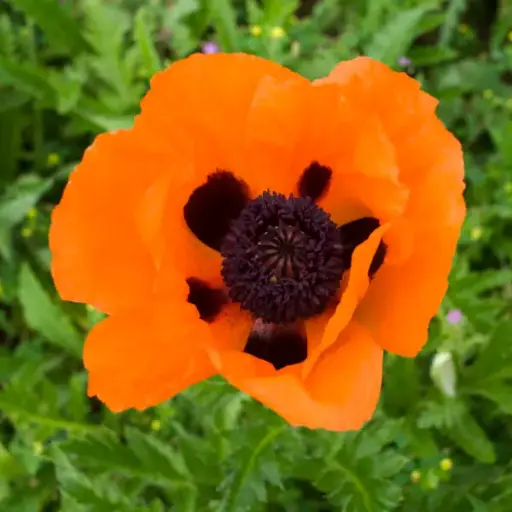 [8072601] Poppy Prince of Orange