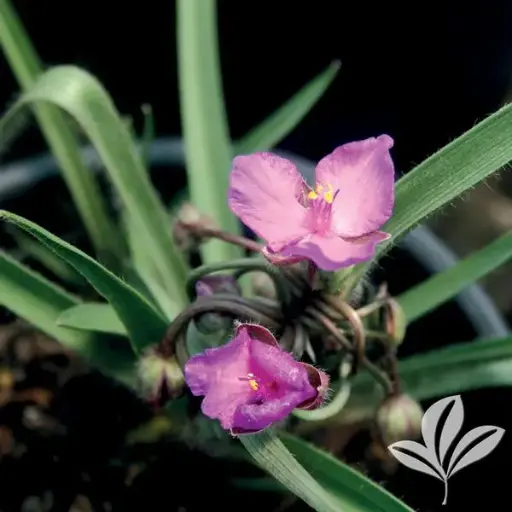 [8084601] Spiderwort Tough Love
