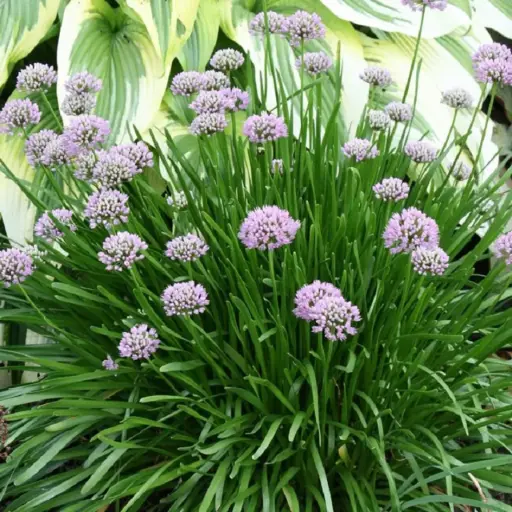 [8086601] Ornamental Onion Summer Beauty