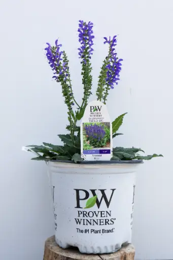 [8087601] Salvia Indiglo Girl