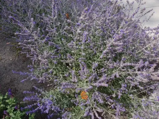 [8088101] Russian Sage Crazy Blue