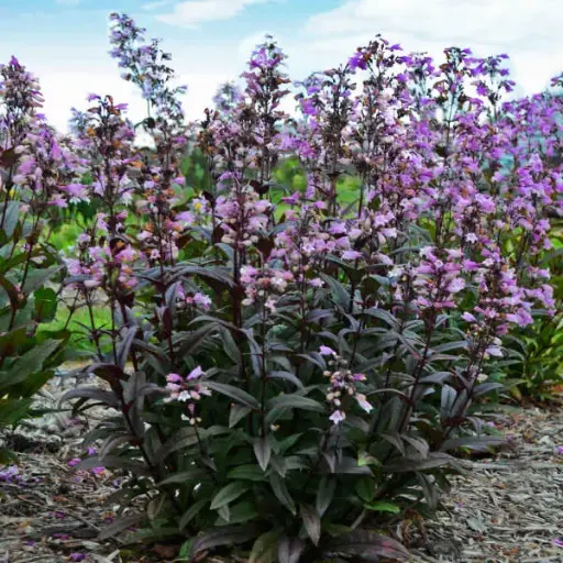 [8089601] Beardtongue Blackbeard