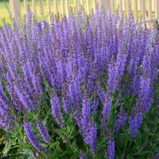 [8094101] Salvia May Night