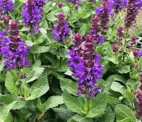 [8097601] Salvia Blue Marvel