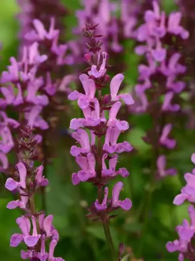 [8100601] Salvia Rose Marvel