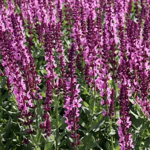 [8101601] Salvia Lyrical Rose