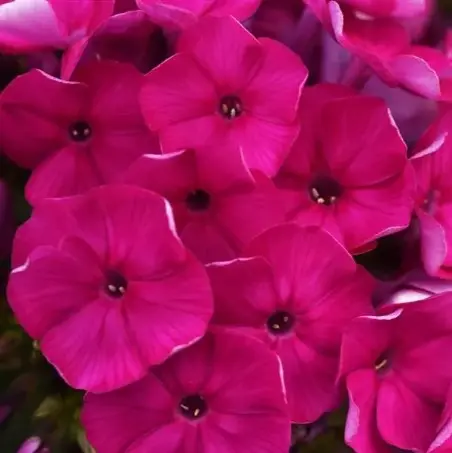 [8103601] Phlox Garden Super Ka Pow Fuchsia