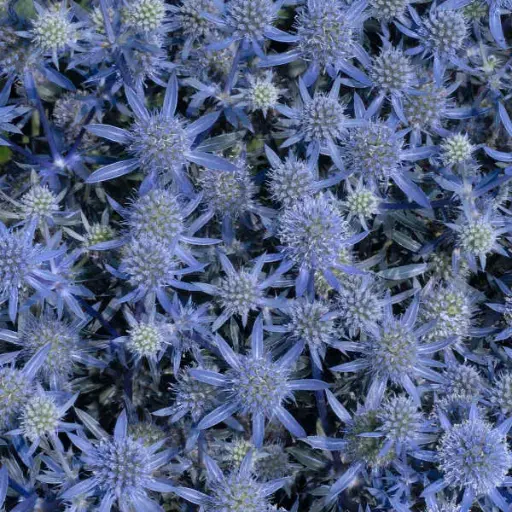 [8105601] Sea Holly Blue Glitter