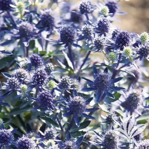 [8106601] Sea Holly Blue Hobbit