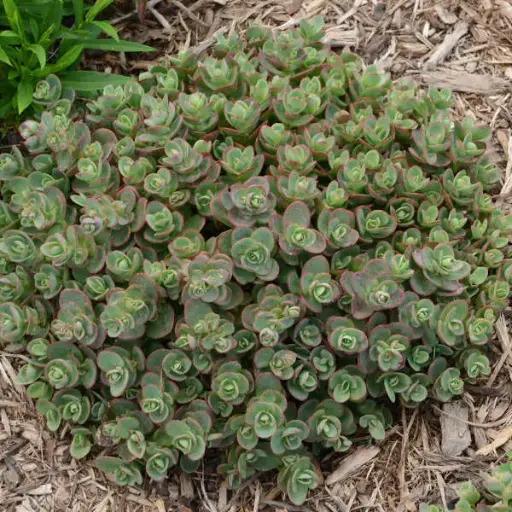 Sedum Sunsparkler Lime Zinger