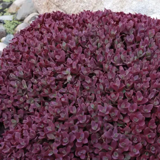 Sedum Sunsparkler Firecracker