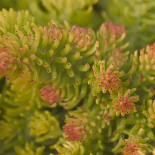 Sedum Angelina