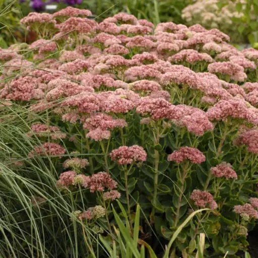 [8121601] Sedum Autumn Fire