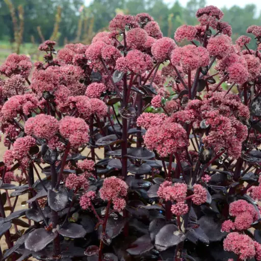 [8125601] Sedum Night Embers