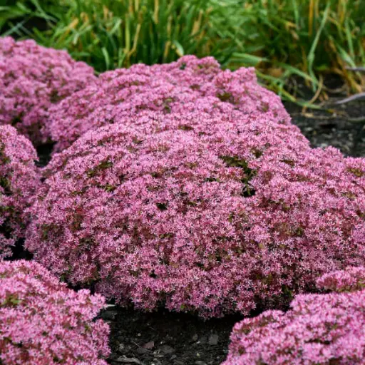 [8129601] Sedum Pride and Joy