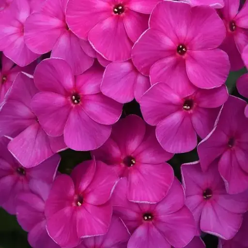 [8135601] Phlox Garden Super Ka Pow Lavender