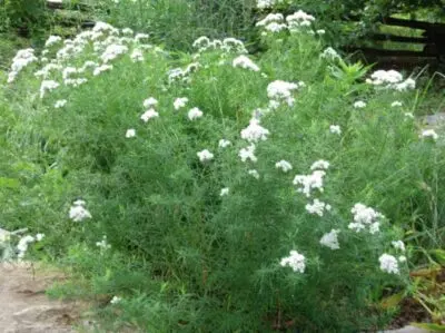 [8148601] Mountain Mint Slender - Native