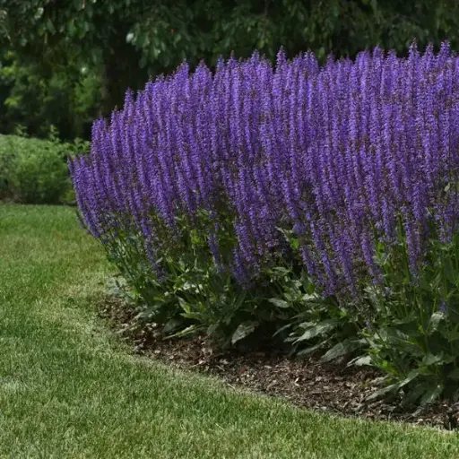 [8149601] Salvia Blue By You