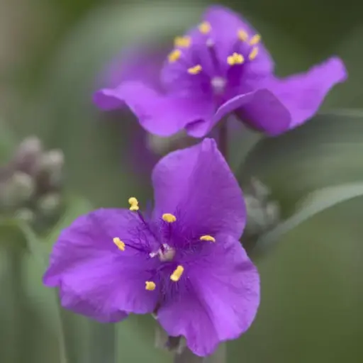 [8152601] Spiderwort Concord Grape