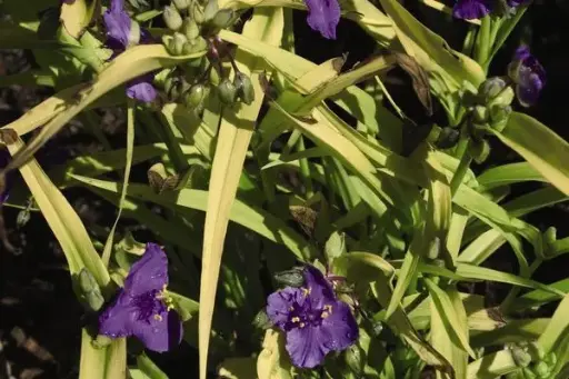 [8154601] Spiderwort Sweet Kate