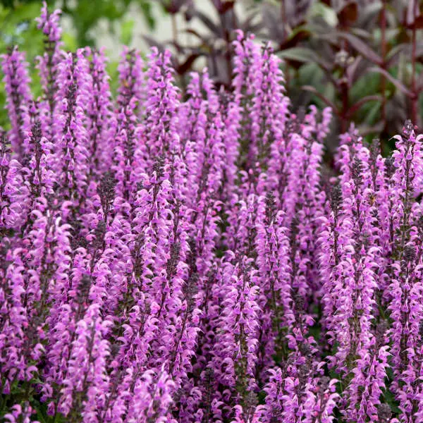 Salvia Back to the Fuchsia | Grimms Gardens