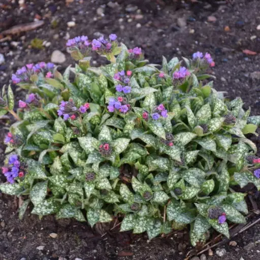 [8159601] Lungwort Spot On