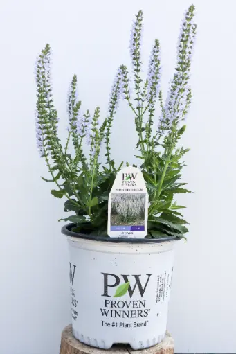 [8160601] Salvia Perfect Profusion