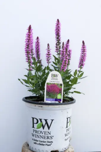 [8161601] Salvia Pink Profusion