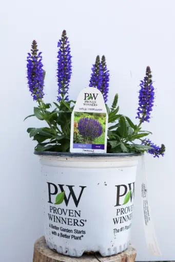 [8162601] Salvia Violet Profusion