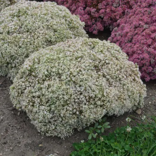 [8163601] Sedum Bundle of Joy