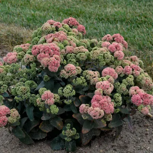 [8164601] Sedum Coraljade
