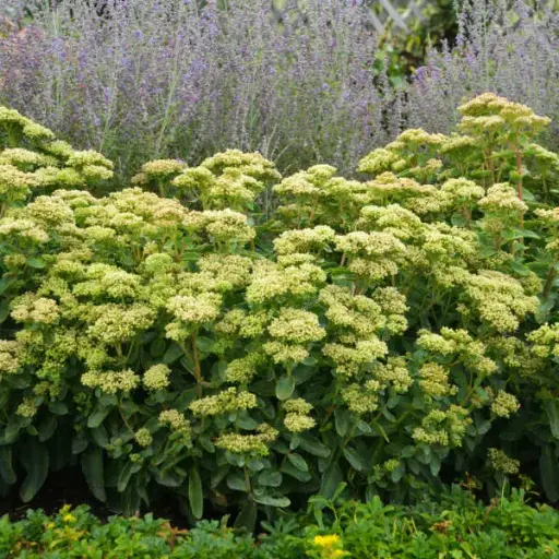 [8167601] Sedum Lemonjade