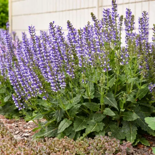 [8171601] Salvia Azure Snow