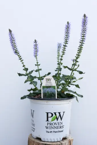 [8173601] Salvia Crystal Blue