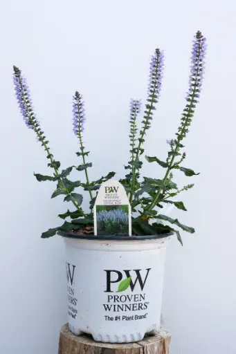 [8173601] Salvia Crystal Blue