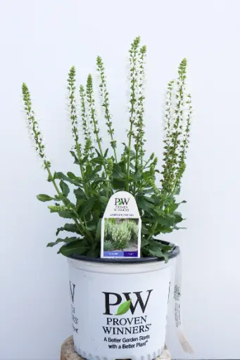 [8174601] Salvia White Profusion