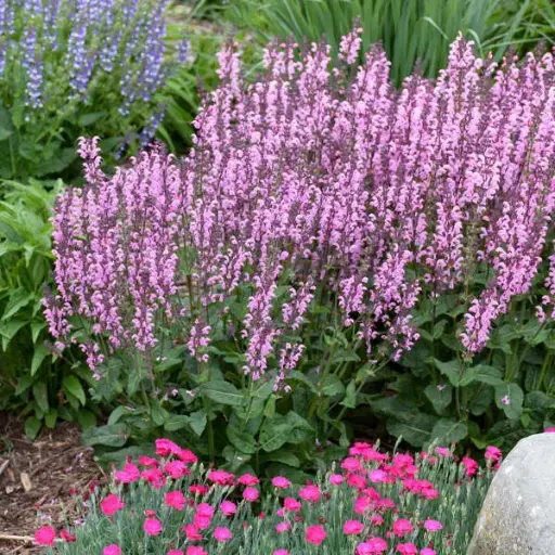 [8175601] Salvia Pink Dawn