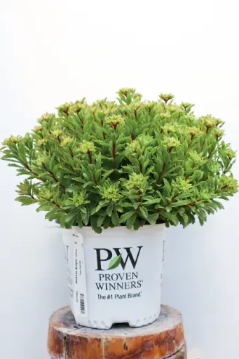 [8177601] Sedum Bright Idea
