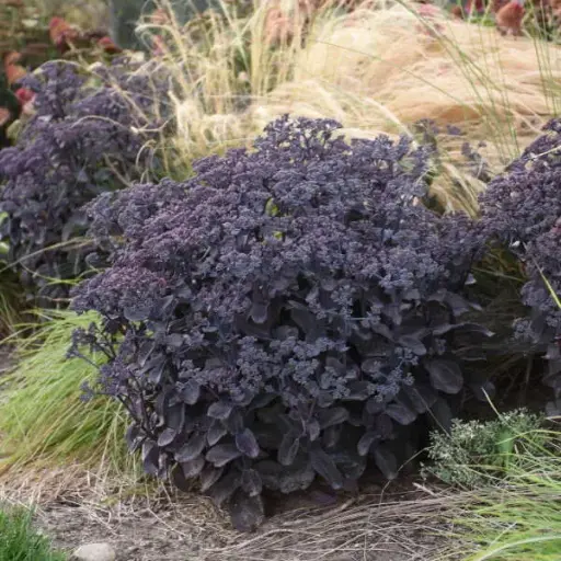 [8178601] Sedum Back in Black